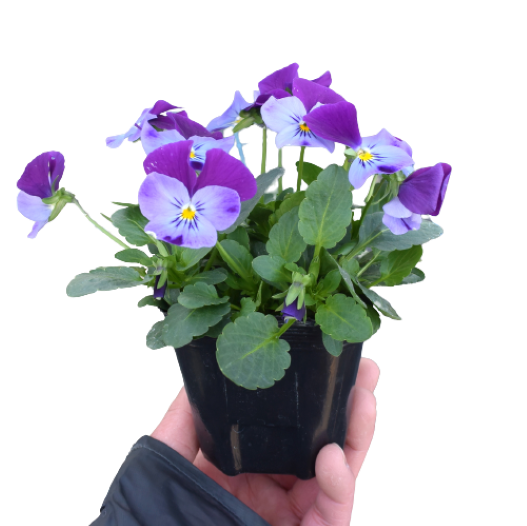 ビオラ F1　フローラルパワー シリーズ 