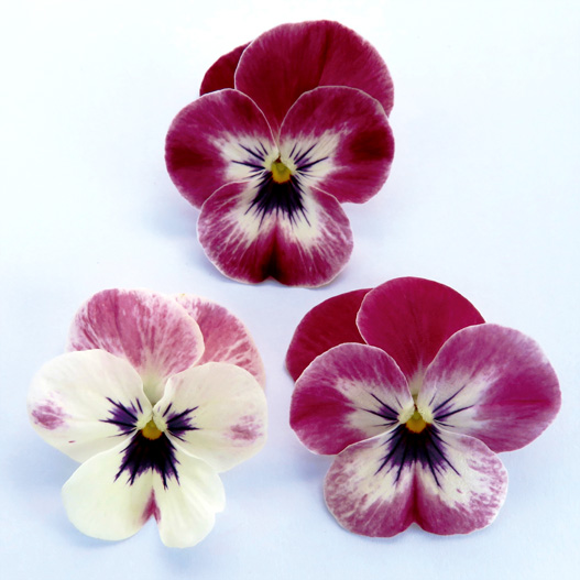 ビオラ　ももか シリーズ 