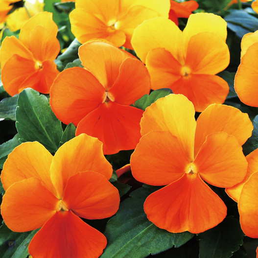 ビオラ　ももか シリーズ 