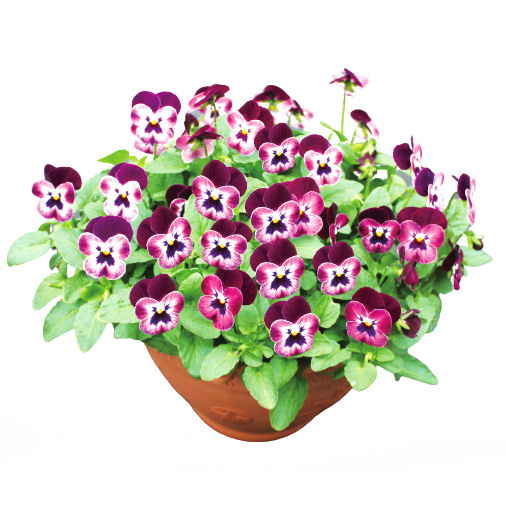 ビオラ　ももか シリーズ 