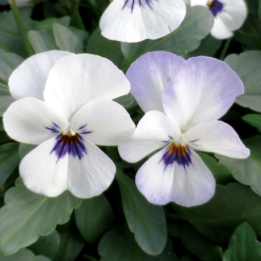 ビオラ　ももか シリーズ 