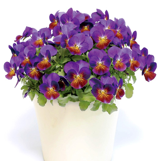 ビオラ　ももか シリーズ 