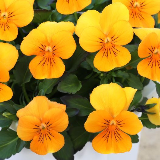 ビオラ　ももか シリーズ 