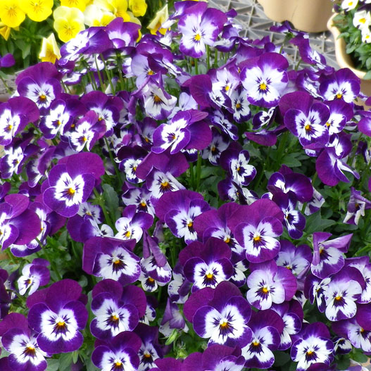 ビオラ　ももか シリーズ 