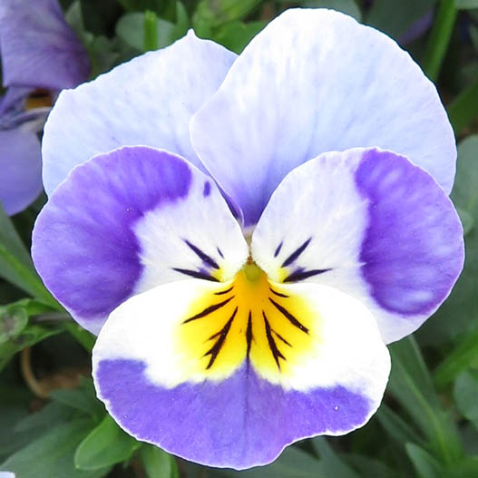 ビオラ　ももか シリーズ 