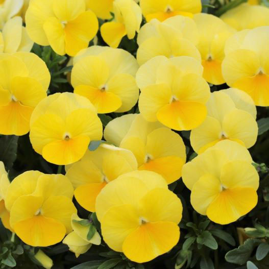 ビオラ　ももか シリーズ 