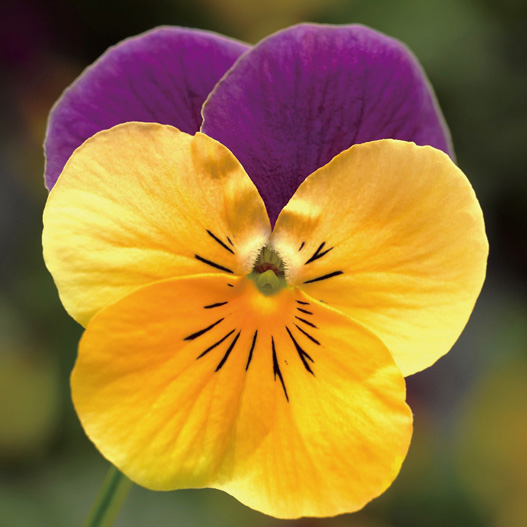 ビオラ F1　ペニー シリーズ 