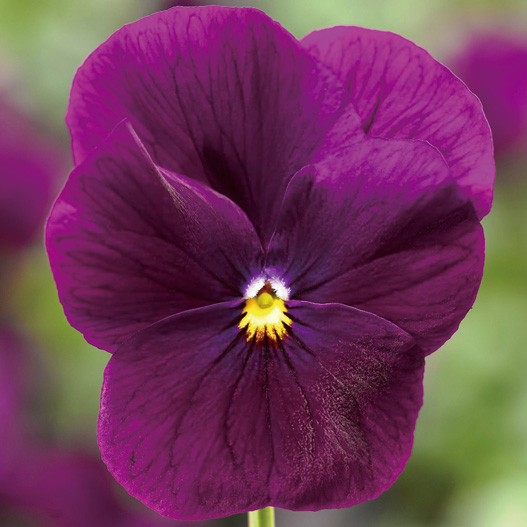 ビオラ F1　ペニー シリーズ 