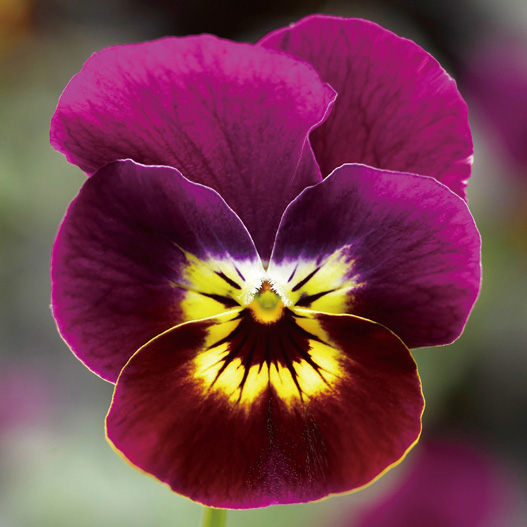 ビオラ F1　ペニー シリーズ 