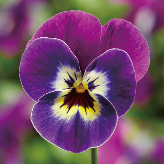 ビオラ F1　ペニー シリーズ 