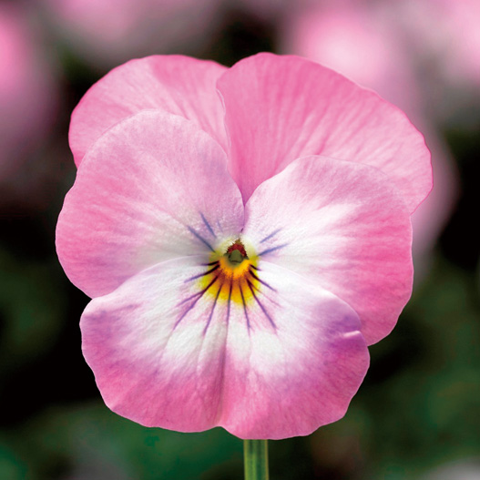 ビオラ F1 ペニー シリーズ｜WEBカタログ｜未来アグリス株式会社