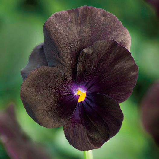 ビオラ F1　ペニー シリーズ 