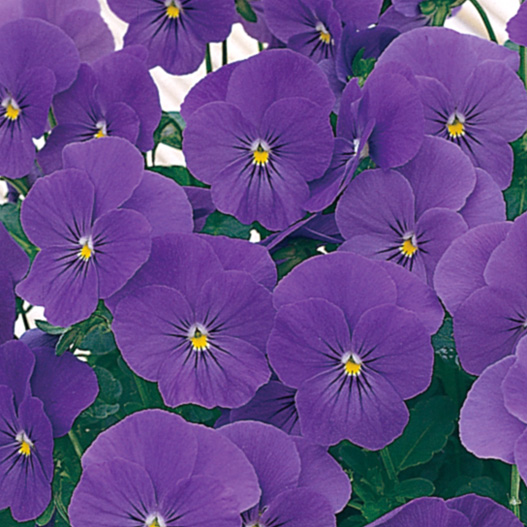 ビオラ F1　ペニー シリーズ 