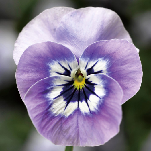 ビオラ F1　ペニー シリーズ 