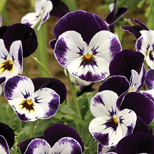 ビオラ F1　ペニー シリーズ 