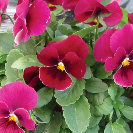 ビオラ F1　ペニー シリーズ 