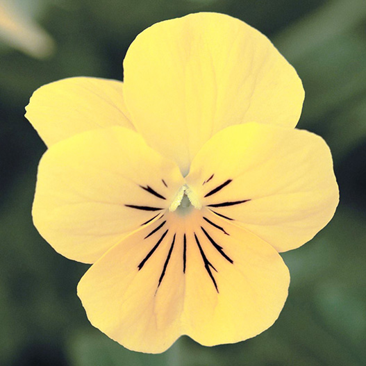 ビオラ F1　ペニー シリーズ 