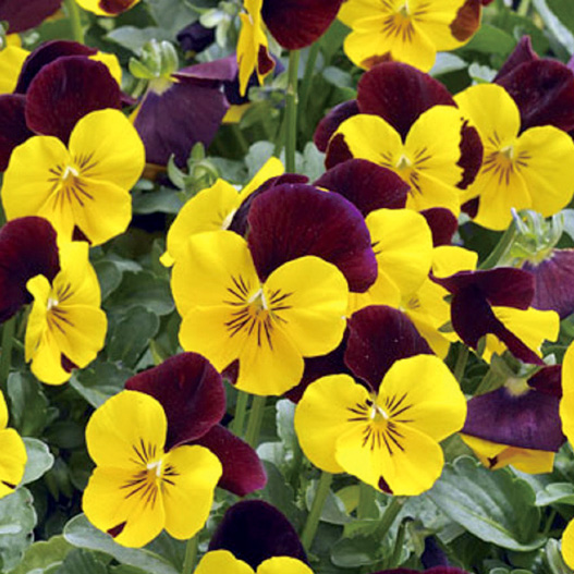 ビオラ F1　ペニー シリーズ 