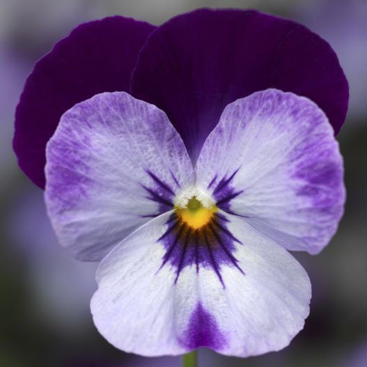 ビオラ F1　ペニー シリーズ 