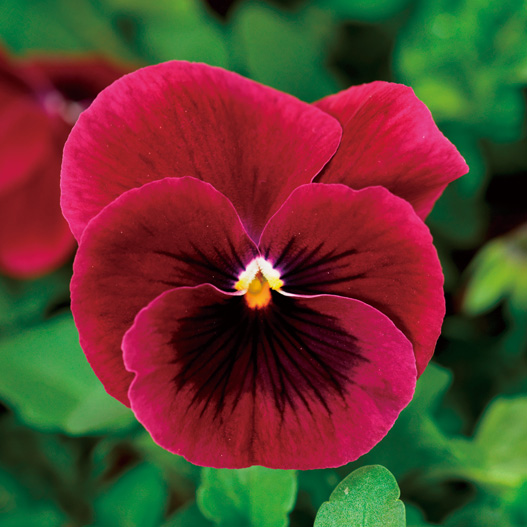 ビオラ F1 ソルベXP シリーズ｜WEBカタログ｜未来アグリス株式会社