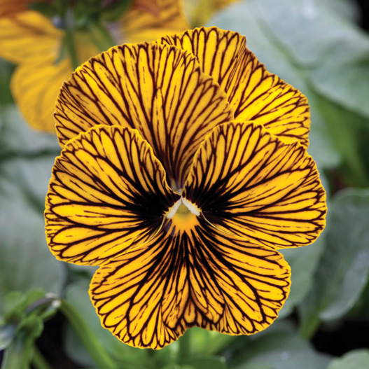 ビオラ F1　タイガーアイ シリーズ 