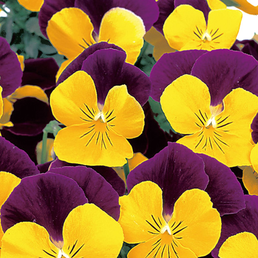 パンジー　よく咲くスミレ シリーズ 