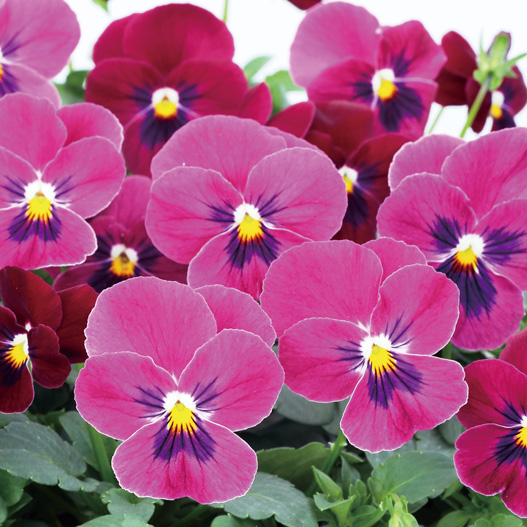 パンジー　よく咲くスミレ シリーズ 