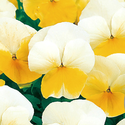 パンジー　よく咲くスミレ シリーズ 