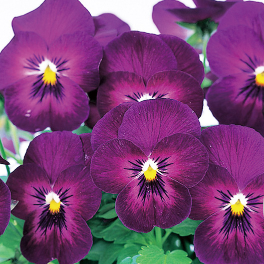 パンジー　よく咲くスミレ シリーズ 