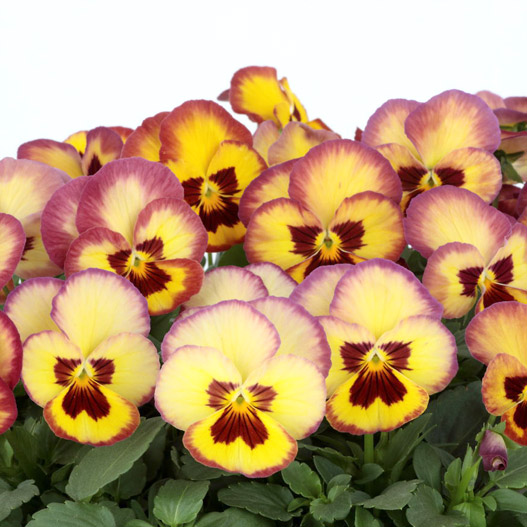 パンジー　よく咲くスミレ シリーズ 