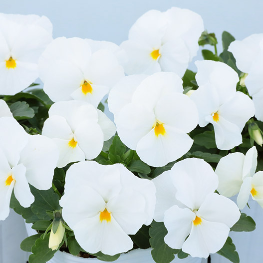 パンジー　よく咲くスミレ シリーズ 