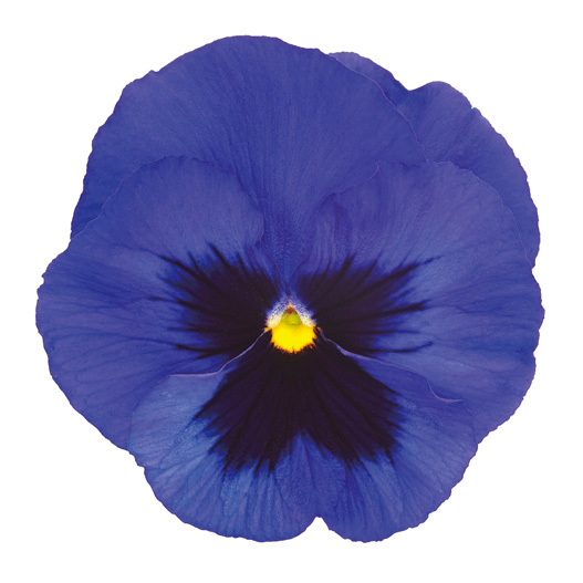 パンジー F1　インスパイヤーデラックス シリーズ 