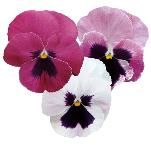 パンジー F1　インスパイヤーデラックス シリーズ 