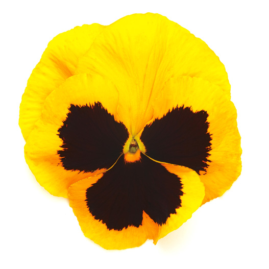 パンジー F1　インスパイヤーデラックス シリーズ 