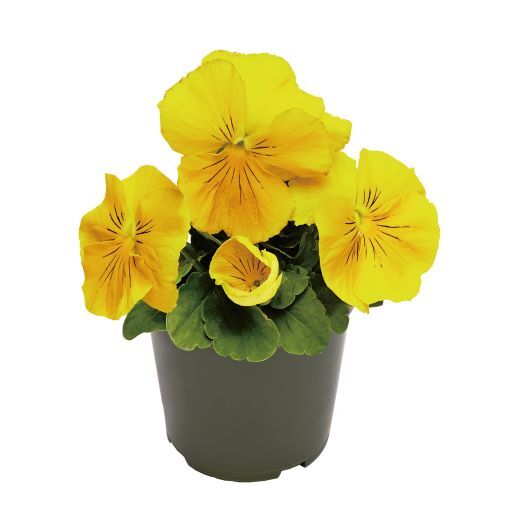 パンジー F1　インスパイヤーデラックス シリーズ 