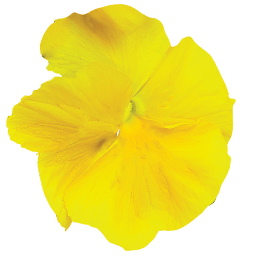 パンジー F1　インスパイヤープラス シリーズ 