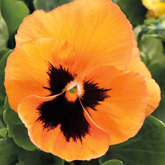 パンジー F1　インスパイヤープラス シリーズ 