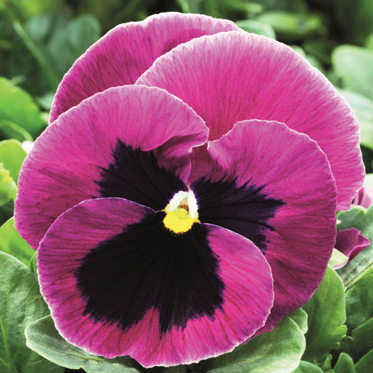 パンジー F1　インスパイヤープラス シリーズ 