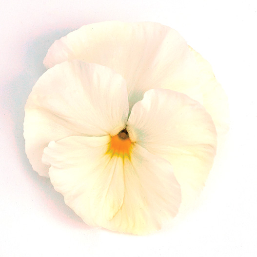 パンジー F1　インスパイヤープラス シリーズ 