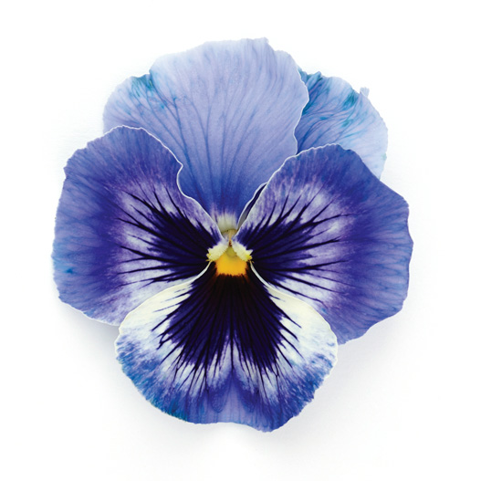 パンジー F1　インスパイヤープラス シリーズ 