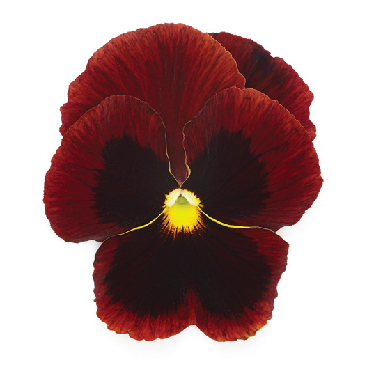 パンジー F1　インスパイヤープラス シリーズ 