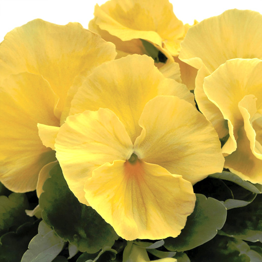 パンジー F1　インスパイヤープラス シリーズ 