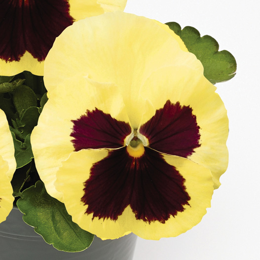 パンジー F1　インスパイヤープラス シリーズ 