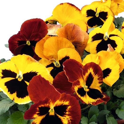 パンジー F1　インスパイヤープラス シリーズ 