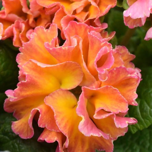 プリムラ ポリアンサ　ロココ姫 