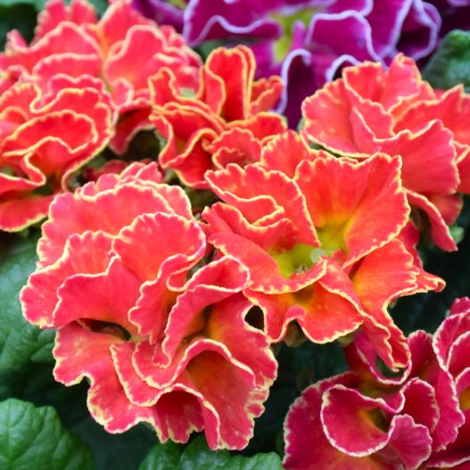 プリムラ ポリアンサ　ロココ姫 