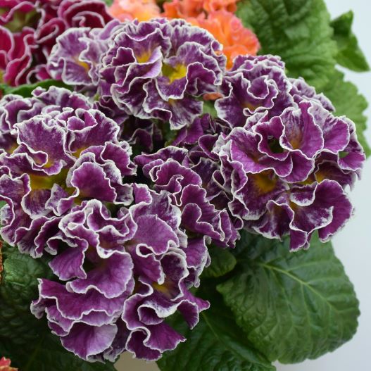 プリムラ ポリアンサ　ロココ姫 