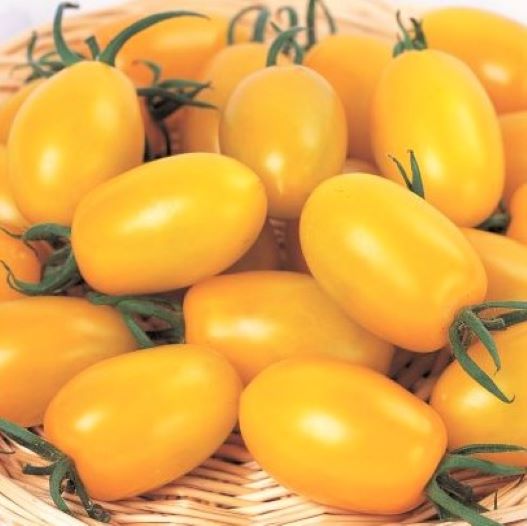 ミニトマト　アイコ シリーズ 