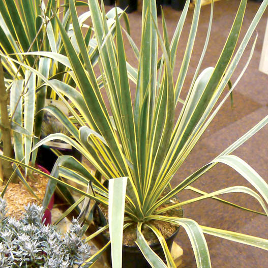 ユッカ様 ユッカ｜WEBカタログ｜未来アグリス株式会社|未来アグリス株式会社|農