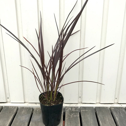 フォーミューム 